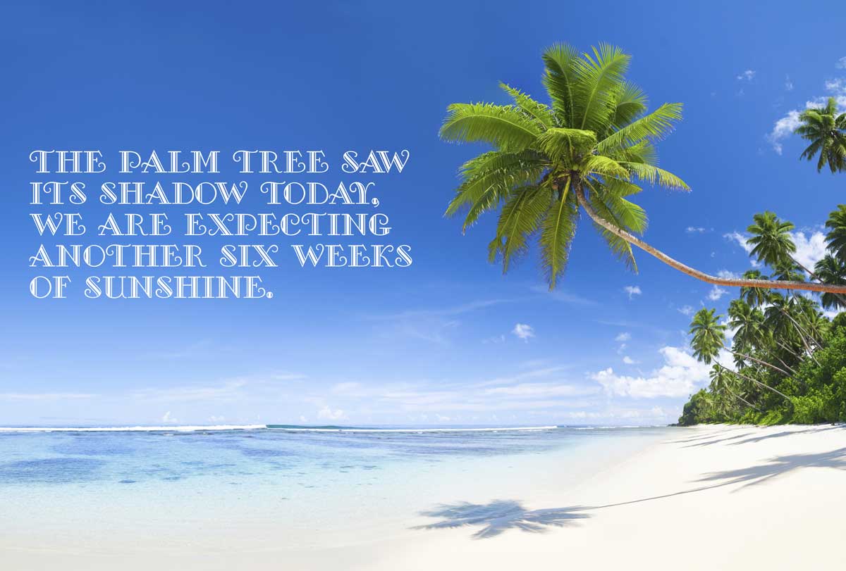 Palm Tree saw its shadow