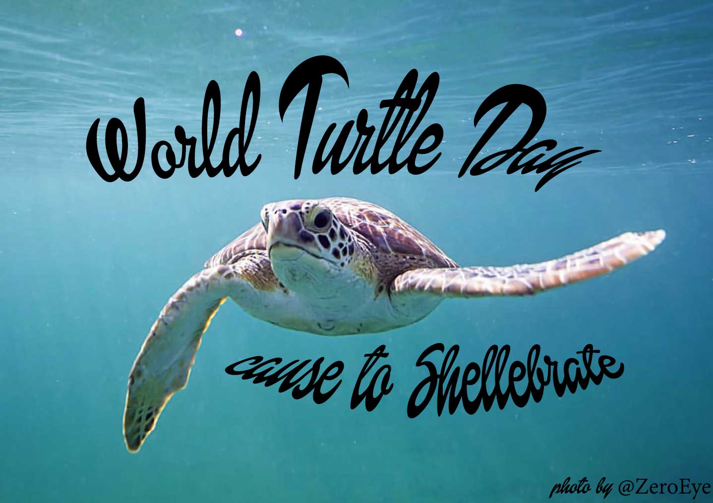 shellebrate world turtle day