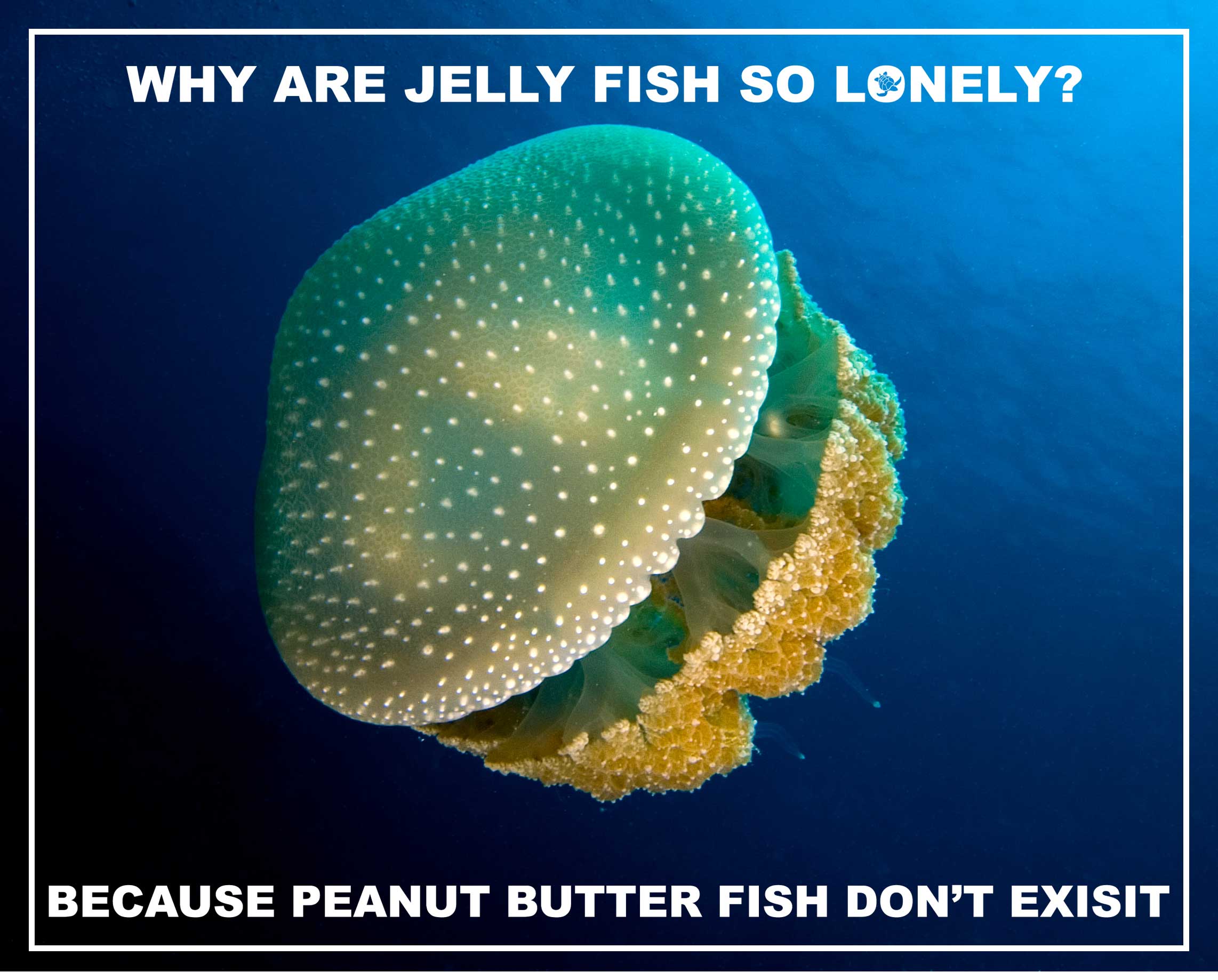 lonely jelly fish meme