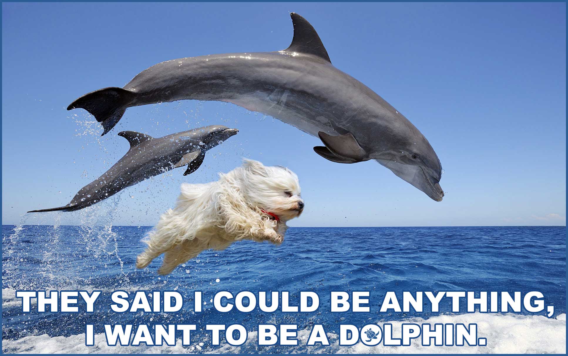 I want to be a dolphin