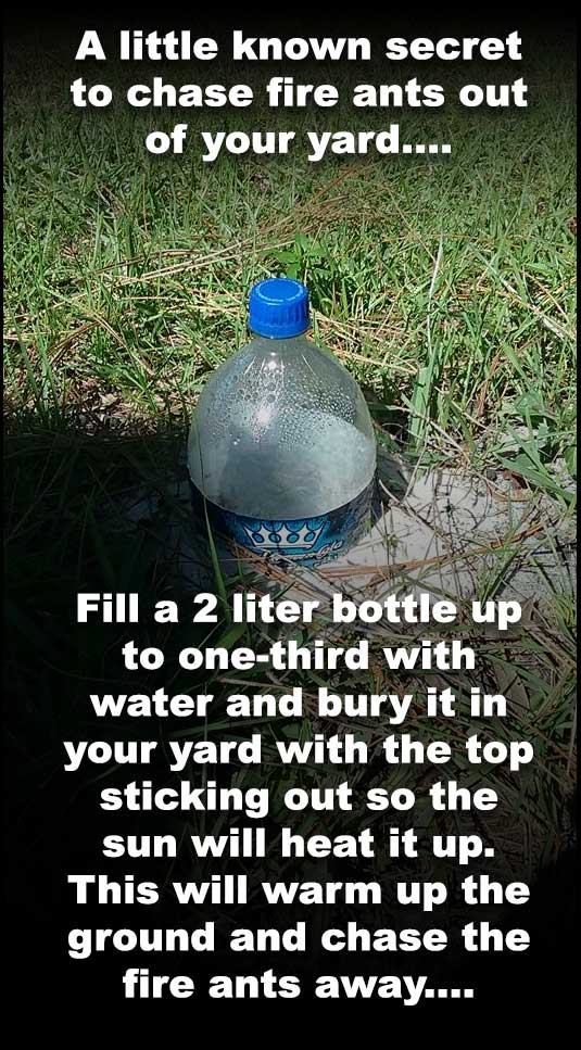 get rid of fire ants